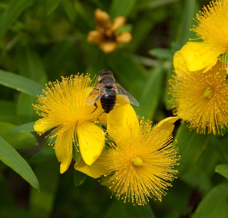 Biene auf gelber Johanniskraut Blüte Makro