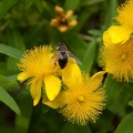 Biene auf gelber Johanniskraut Blüte Makro