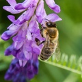 Biene auf violetter Blüte Makro