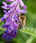 Biene auf violetter Blüte Makro