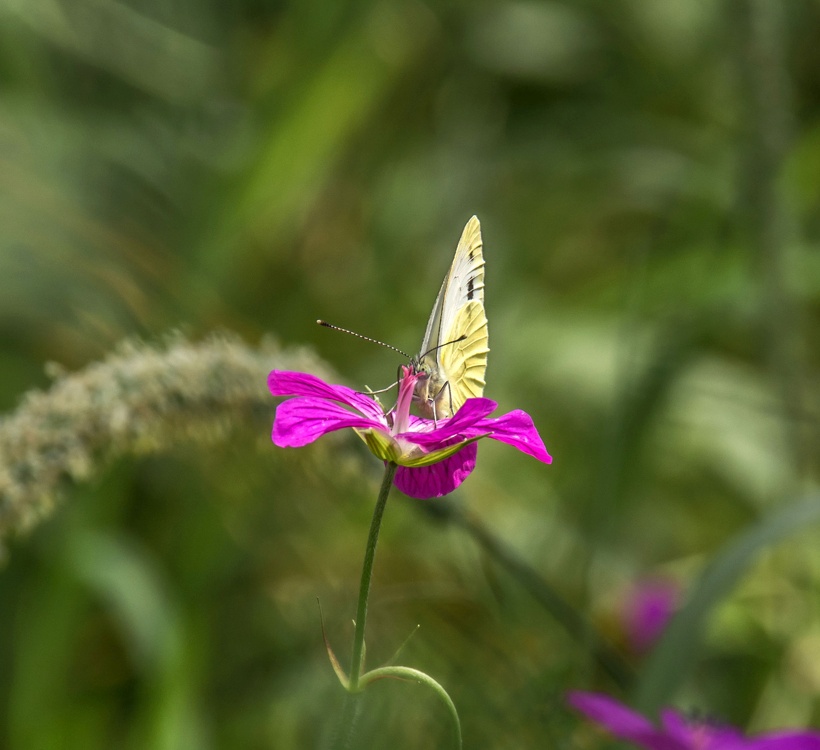Schmetterling Kohlweissling auf Purpur Blüte Makro