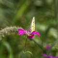 Schmetterling Kohlweissling auf Purpur Blüte Makro