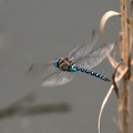 libelle-herbstmosaikjungfer-im-flug-02.jpg