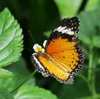Schmetterlinge orange Cethosia Biblis Bortenfalter Makro