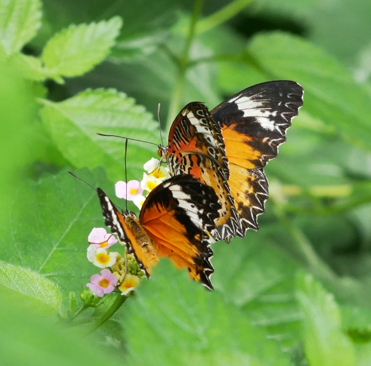 Zwei orange Schmetterlinge Cethosia Biblis Bortenfalter Makro