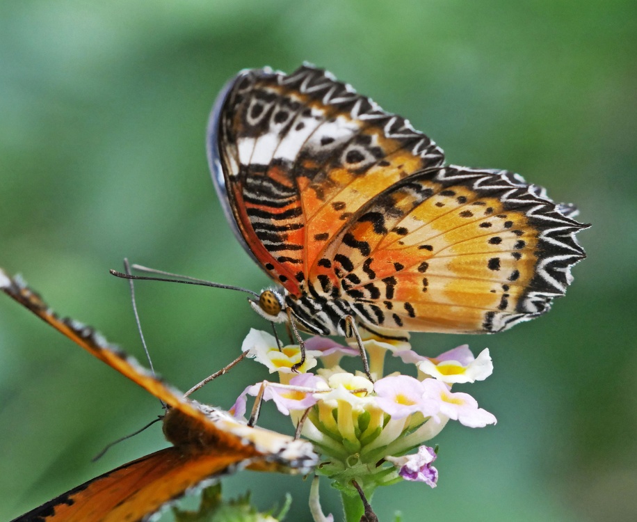 Schmetterlinge auf Blüte Cethosia Biblis Bortenfalter Makro