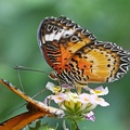 Schmetterlinge auf Blüte Cethosia Biblis Bortenfalter Makro