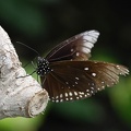 Brauner Schmetterling Euploea Core Krähe Makro