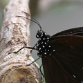 Brauner Schmetterling Kopf Euploea Core Krähe Makro