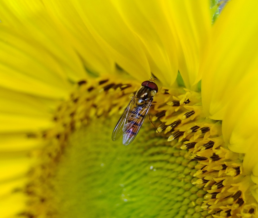 Schwebfliege auf gelber Sonnenblume Makro