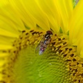 Schwebfliege auf gelber Sonnenblume Makro