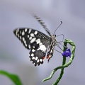 Schmetterling Zitrus Schwalbenschwanz Landung Makro