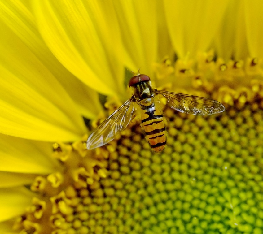Schwebfliege von oben auf Sonnenblume Makro