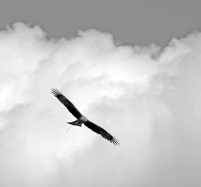 Milan Gabelweihe im Flug vor Wolken schwarz-weiss