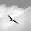 Milan Gabelweihe im Flug vor Wolken schwarz-weiss