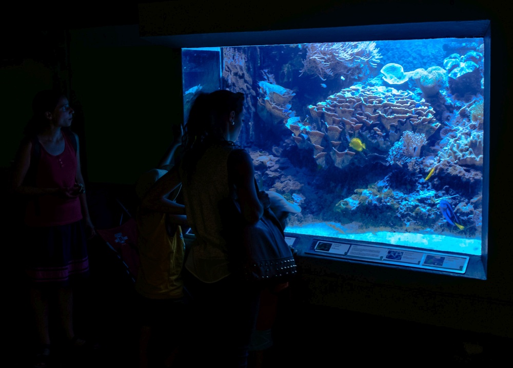 Menschen in Dunkelheit fasziniert vom Aquarium