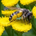 Biene mit Pollen Pentax Makro 100mm