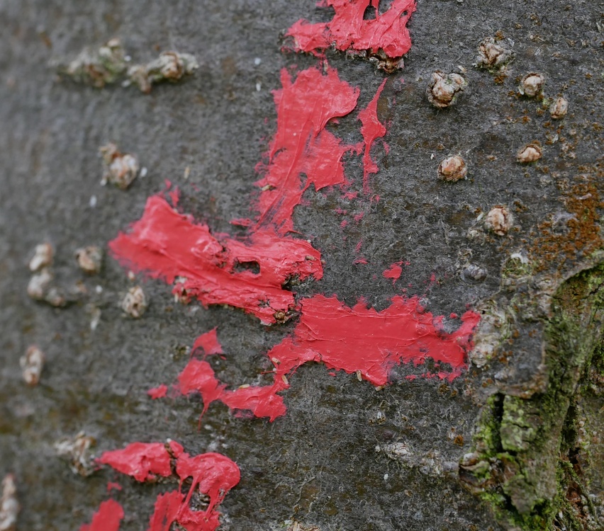 Makro Rote Markierung am Baum