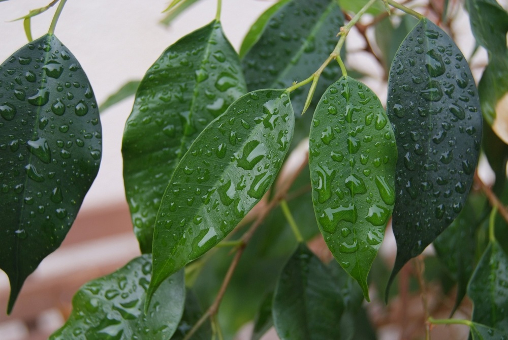 Grüne nasse Ficus Blätter Regentropfen Makro