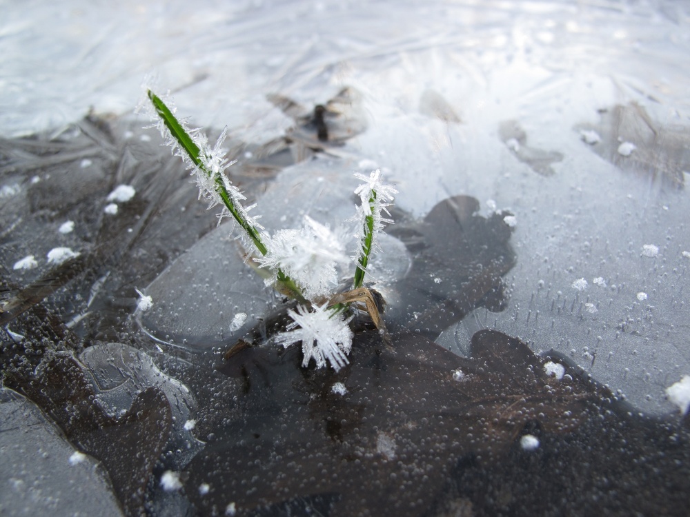 Wasser zu Eis gefroren zugefroren Eiskristalle Pflanze