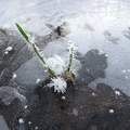 Wasser zu Eis gefroren zugefroren Eiskristalle Pflanze