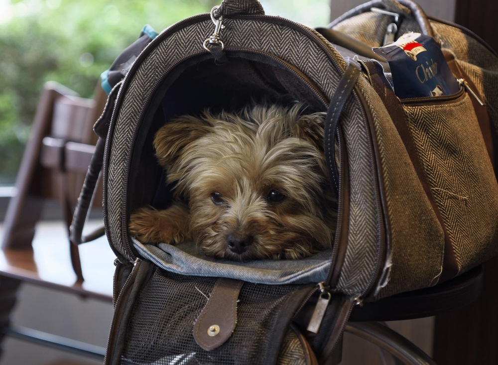 Kleiner Yorkshire Terrier im Café in Transport Tasche