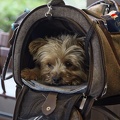 Kleiner Yorkshire Terrier im Café in Transport Tasche