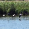 lumix-fz10002-sequenz-reiher.jpg