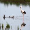 storch-blesshuhn-konflikt-01-2000.jpg