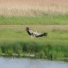 storch-landung-1.jpg